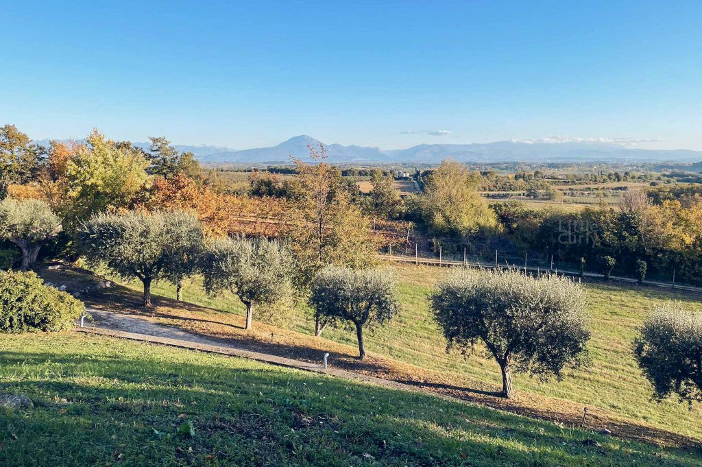 義大利 鄉間 橄欖樹 田園