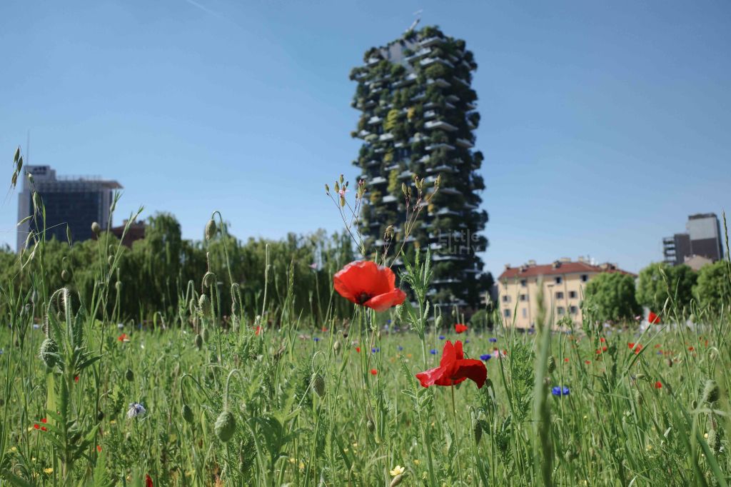 游擊園藝 Guerrilla Gardening｜城市的綠色叛逆行動