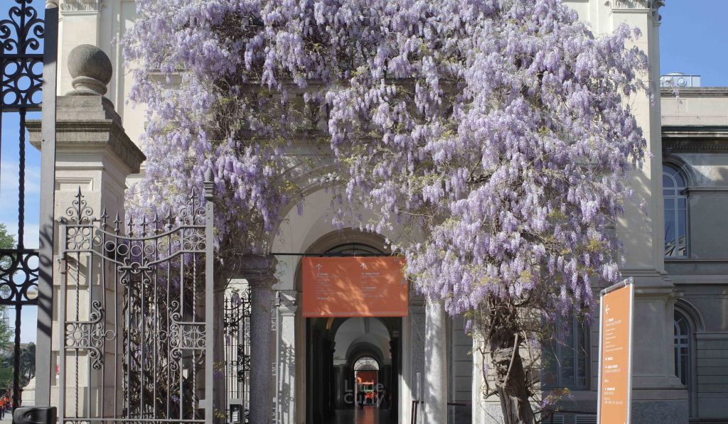 米蘭理工 紫藤花